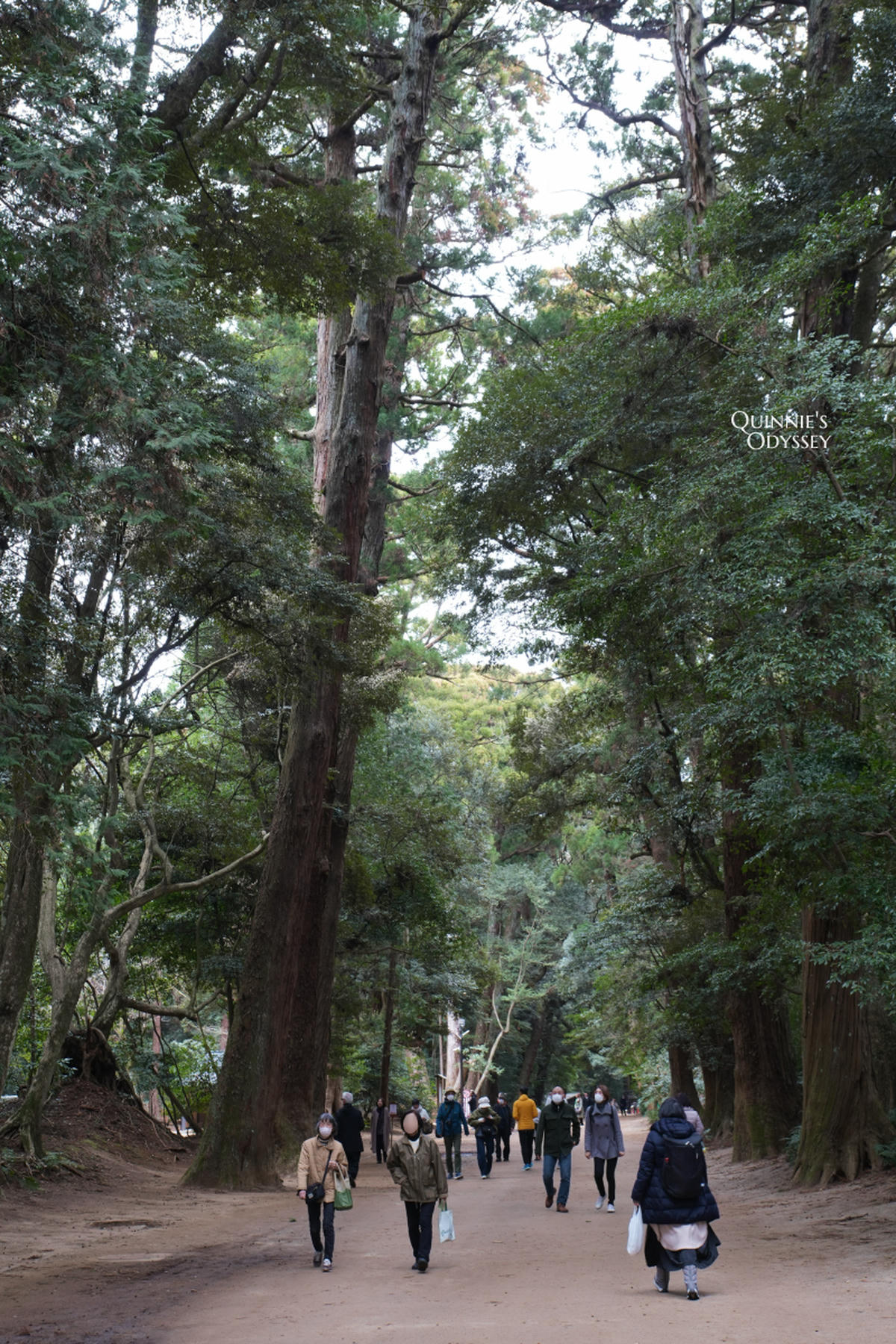 Kashima Jingu: Japan’s Most Powerful Warrior Shrine, Full Travel Guide - 第14張圖 Kashima Jingu, Sacred Forest Path