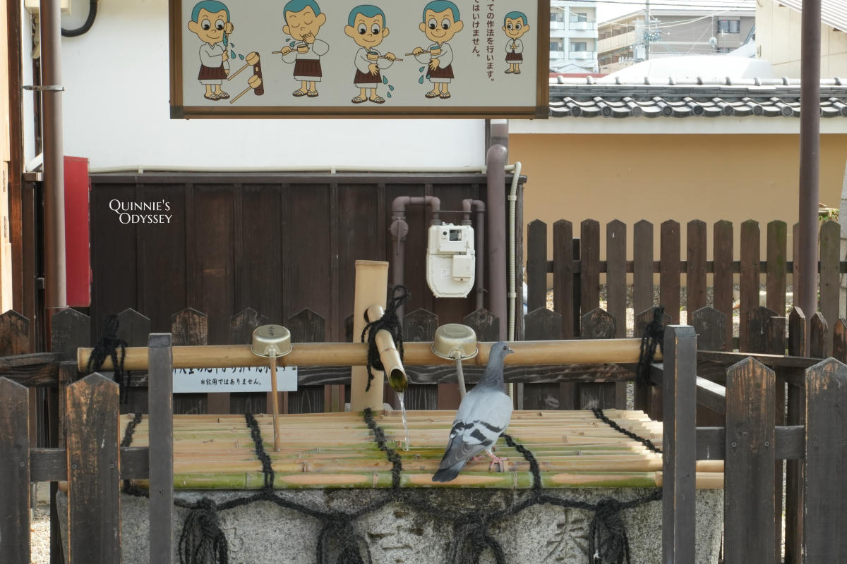 壬生寺 手水舍 鴿子