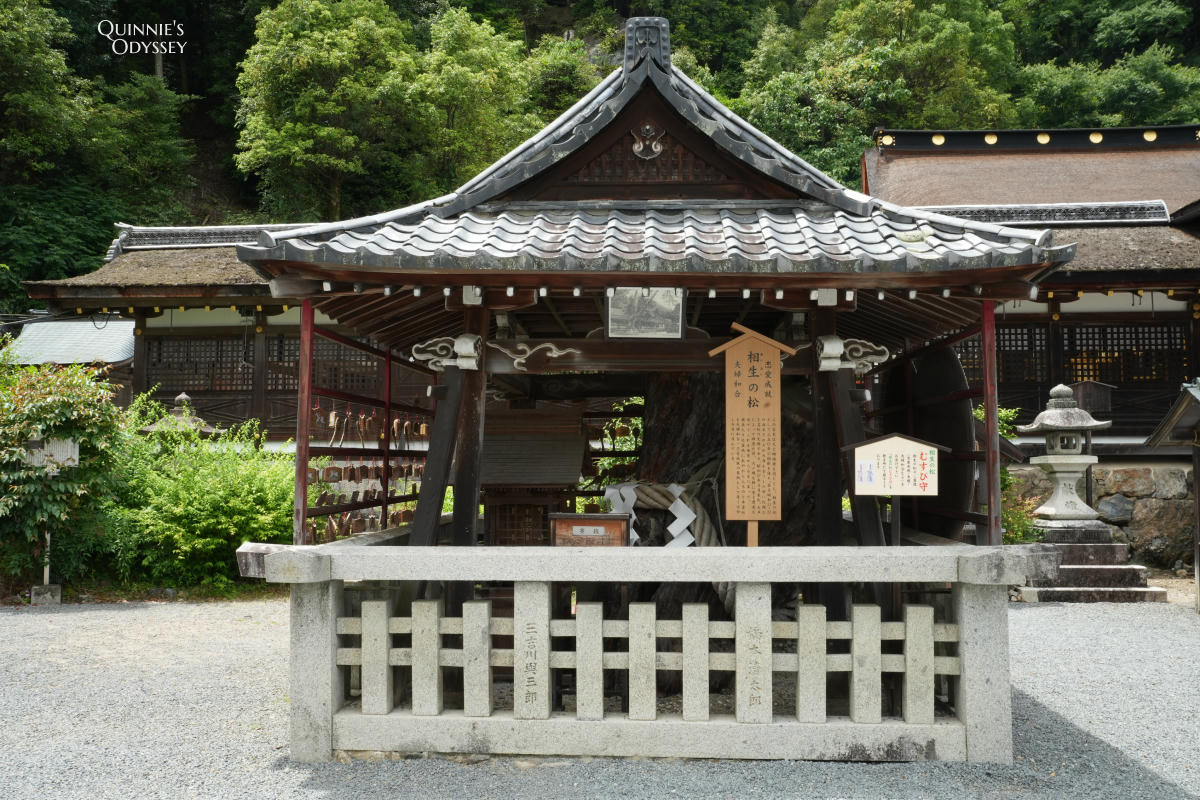 松尾大社 相生の松