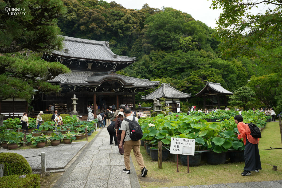 宇治三室戶寺:繡球花季、交通、門票、境內景點全整理 - 第2張圖 宇治三室戶寺:繡球花季、交通、門票、境內景點全整理