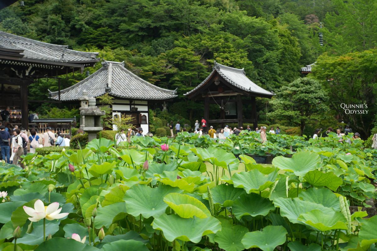 宇治三室戶寺:繡球花季、交通、門票、境內景點全整理 - 第17張圖 宇治三室戶寺 蓮園