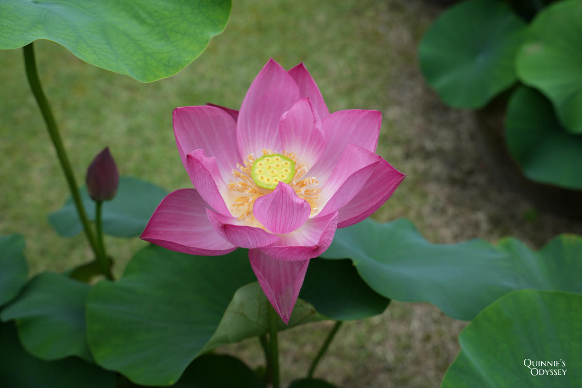 宇治三室戶寺:繡球花季、交通、門票、境內景點全整理 - 第19張圖 宇治三室戶寺 蓮園