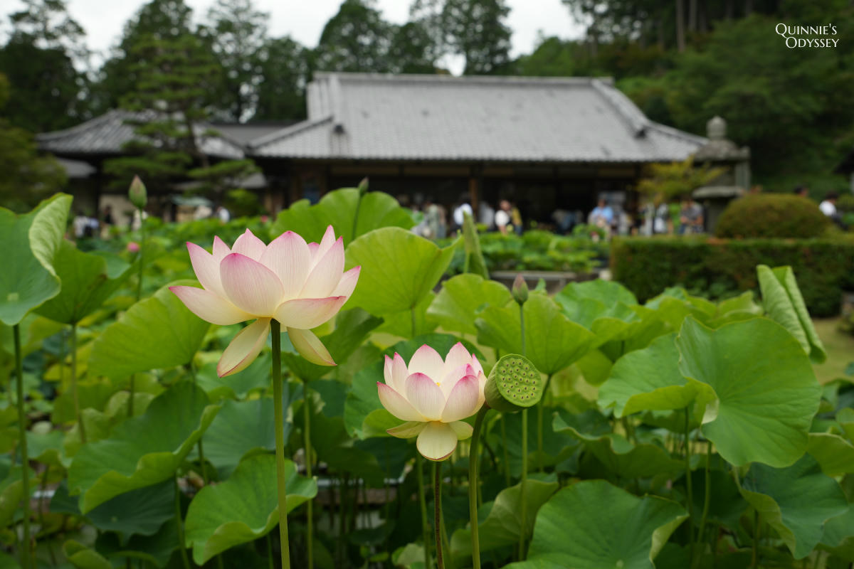 宇治三室戶寺:繡球花季、交通、門票、境內景點全整理 - 第18張圖 宇治三室戶寺 蓮園