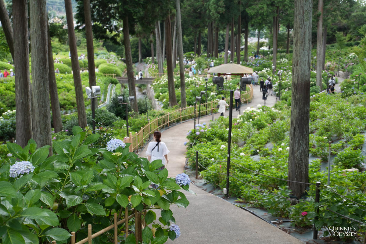 宇治三室戶寺:繡球花季、交通、門票、境內景點全整理 - 第22張圖 宇治三室戶寺庭園繡球花