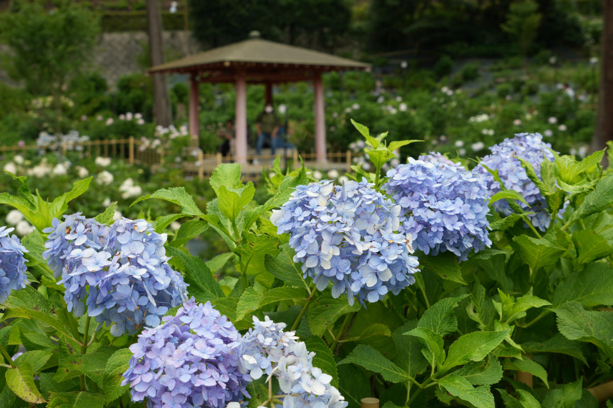 宇治三室戶寺:繡球花季、交通、門票、境內景點全整理 - 第3張圖 宇治三室戶寺 繡球花
