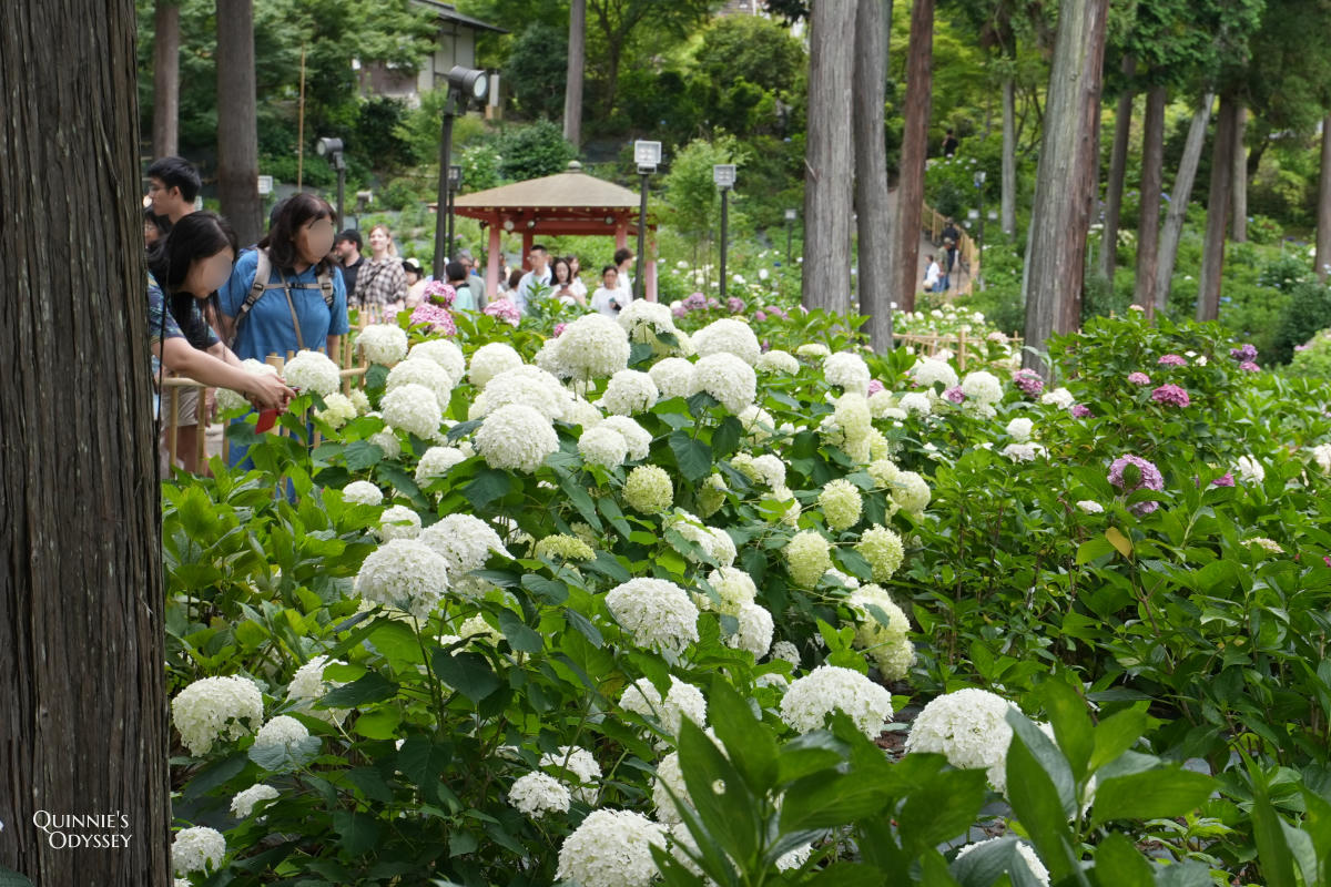 宇治三室戶寺:繡球花季、交通、門票、境內景點全整理 - 第24張圖 宇治三室戶寺庭園繡球花