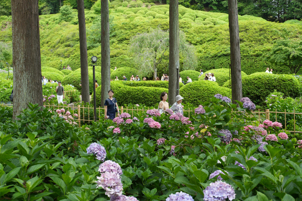 宇治三室戶寺:繡球花季、交通、門票、境內景點全整理 - 第27張圖 宇治三室戶寺庭園繡球花