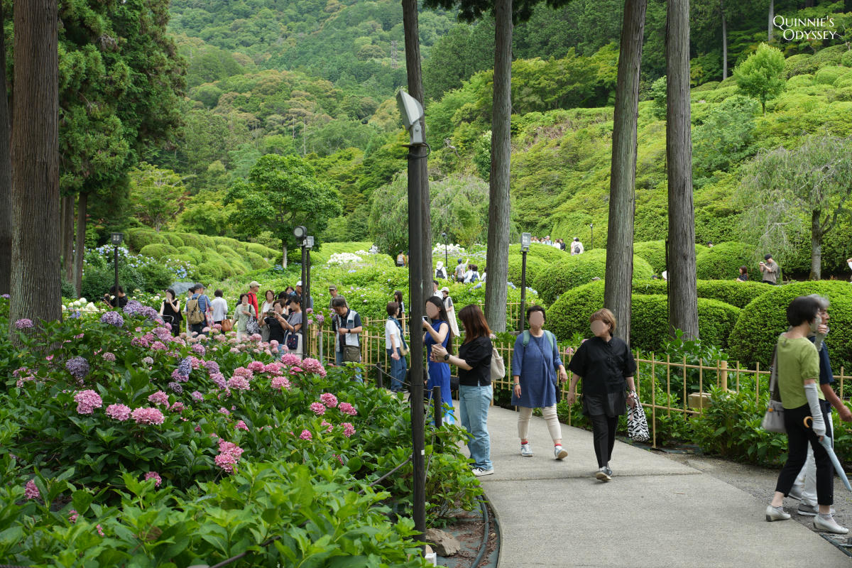 宇治三室戶寺:繡球花季、交通、門票、境內景點全整理 - 第23張圖 宇治三室戶寺庭園繡球花