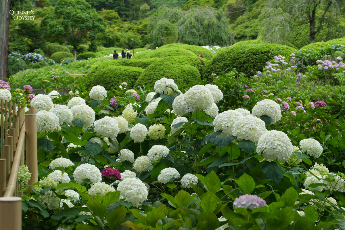 宇治三室戶寺:繡球花季、交通、門票、境內景點全整理 - 第28張圖 宇治三室戶寺庭園繡球花