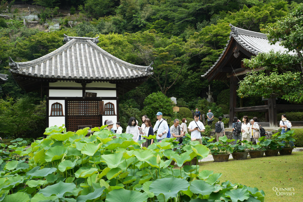 宇治三室戶寺:繡球花季、交通、門票、境內景點全整理 - 第14張圖 宇治三室戶寺 阿彌陀堂