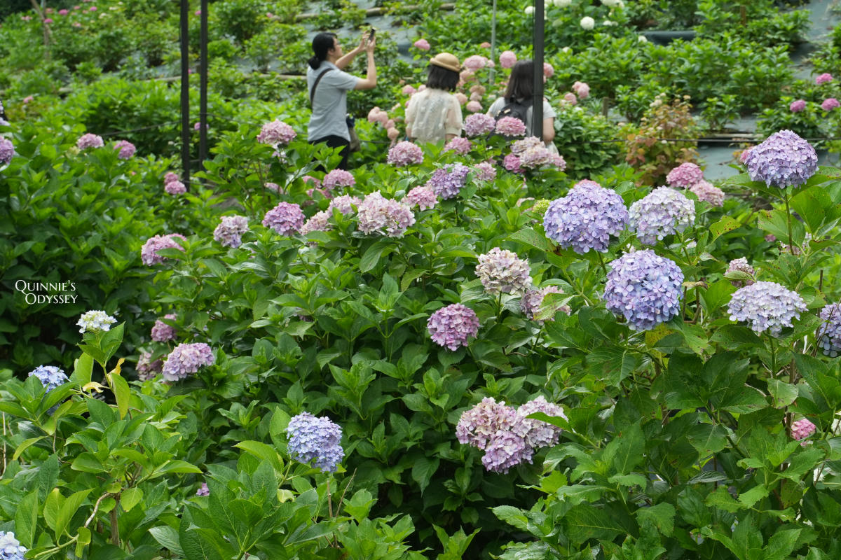 宇治三室戶寺:繡球花季、交通、門票、境內景點全整理 - 第29張圖 宇治三室戶寺庭園繡球花