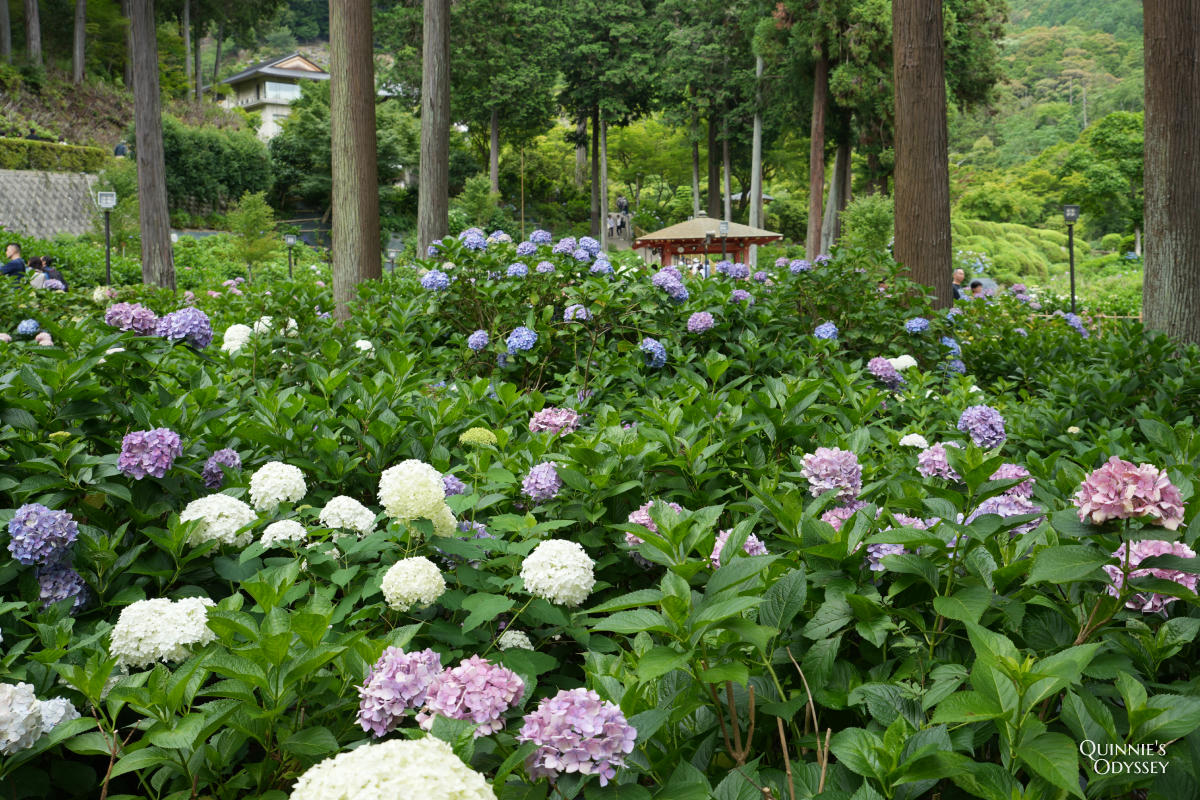 宇治三室戶寺:繡球花季、交通、門票、境內景點全整理 - 第25張圖 宇治三室戶寺庭園繡球花