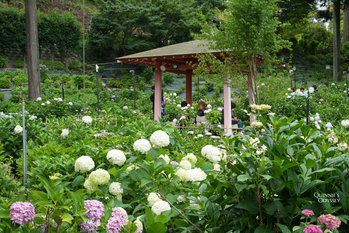 宇治三室戶寺:繡球花季、交通、門票、境內景點全整理 - 第26張圖 宇治三室戶寺庭園繡球花