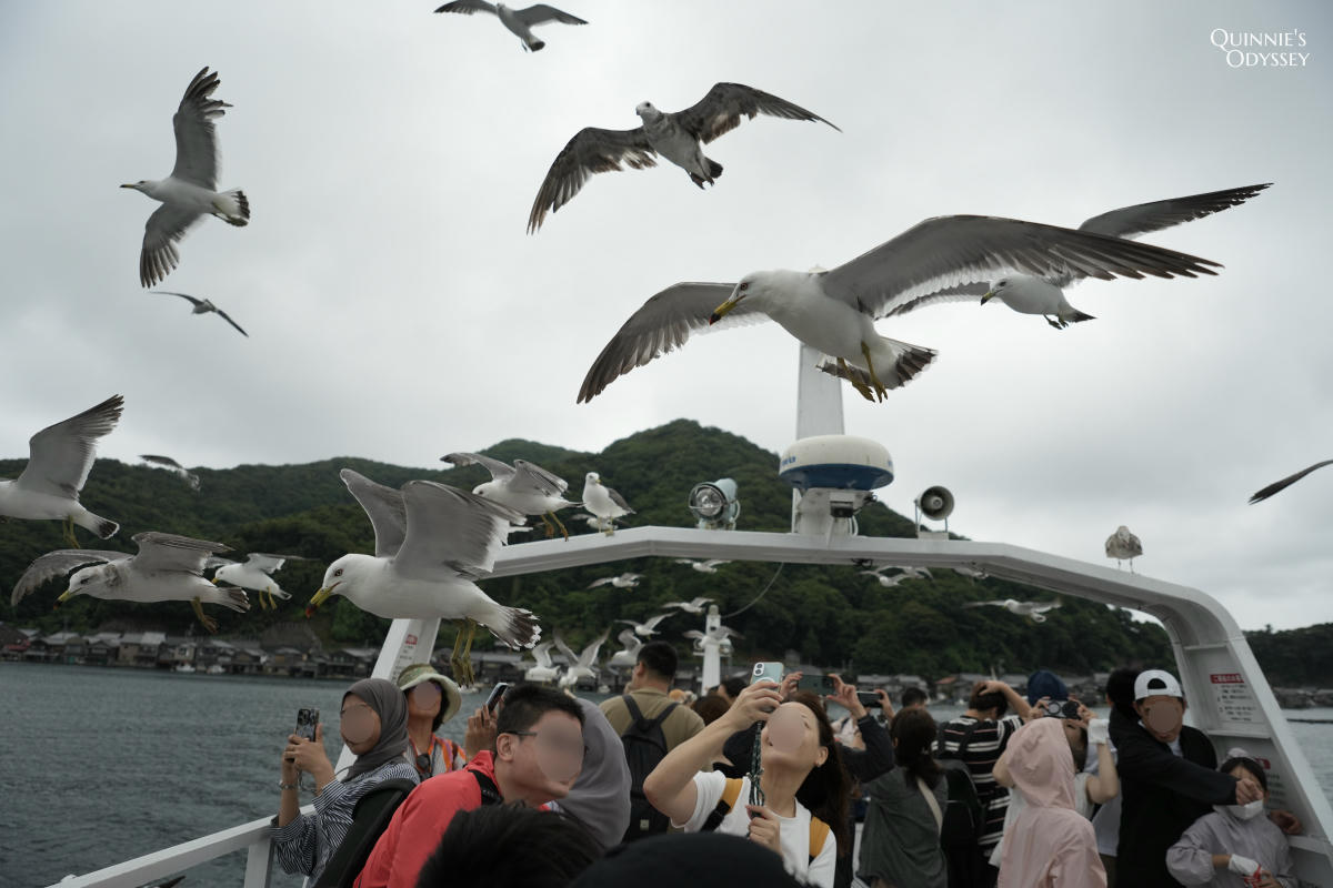伊根灣遊覽船體驗