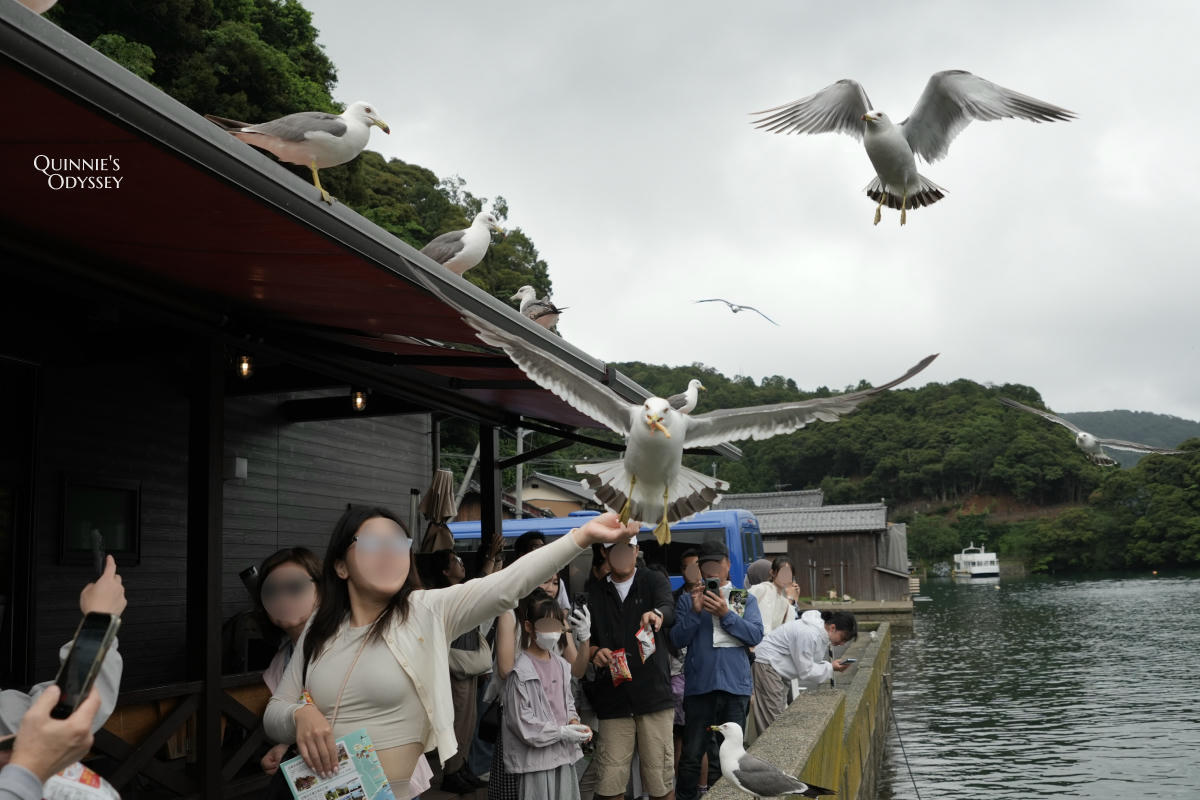 伊根灣遊覽船體驗