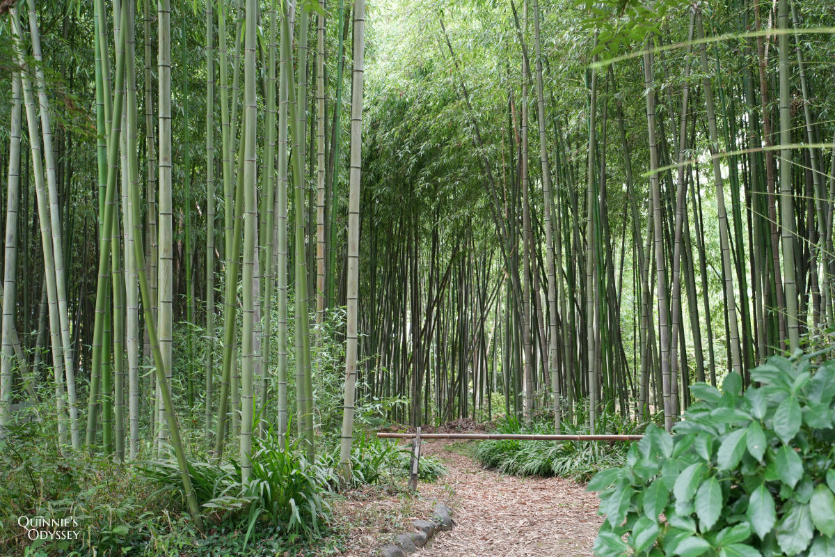 大覺寺大澤池:天皇離宮改建的寺廟,夏天走訪心得,附票價交通 - 第24張圖 大覺寺大澤池 竹林