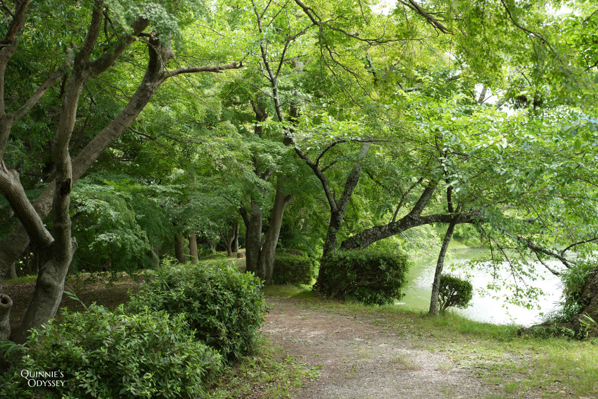 大覺寺大澤池:天皇離宮改建的寺廟,夏天走訪心得,附票價交通 - 第25張圖 大覺寺大澤池 森林小徑