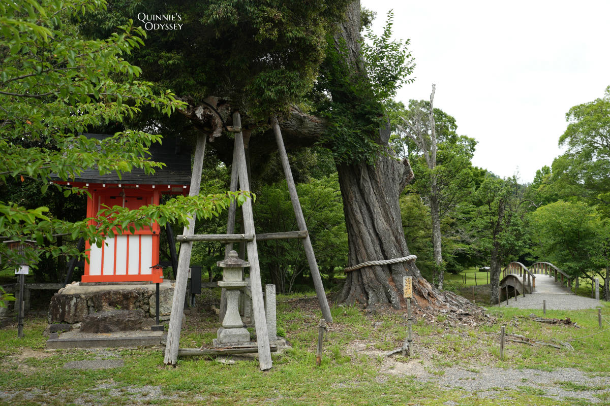 大覺寺大澤池:天皇離宮改建的寺廟,夏天走訪心得,附票價交通 - 第18張圖 大覺寺大澤池 天神社 御神木