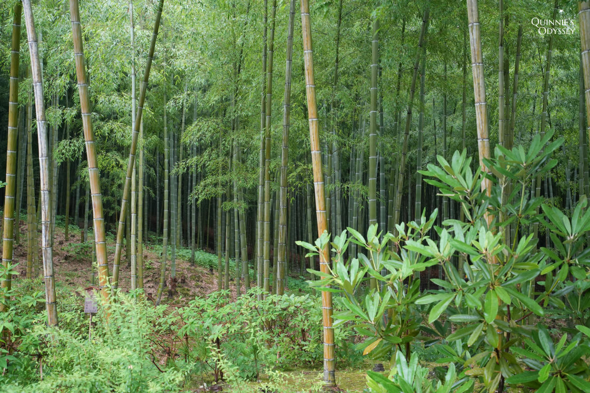 天龍寺完整攻略:曹源池、門票、開放時間與動線一次整理 - 第26張圖 天龍寺 竹林小徑