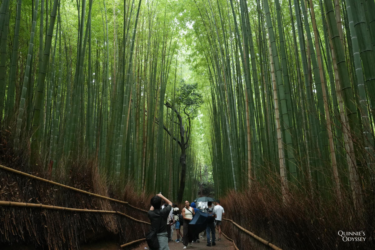 天龍寺完整攻略:曹源池、門票、開放時間與動線一次整理 - 第30張圖 嵐山 竹林小徑