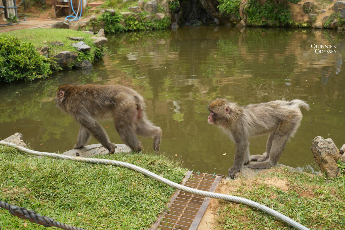 嵐山猴子公園完整攻略:門票交通、爬山路況、山頂景觀一次整理 - 第17張圖 嵐山猴子公園 猴子 池塘