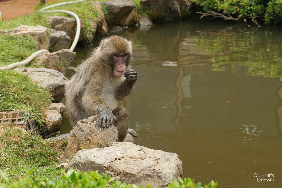 嵐山猴子公園完整攻略:門票交通、爬山路況、山頂景觀一次整理 - 第18張圖 嵐山猴子公園 猴子 池塘