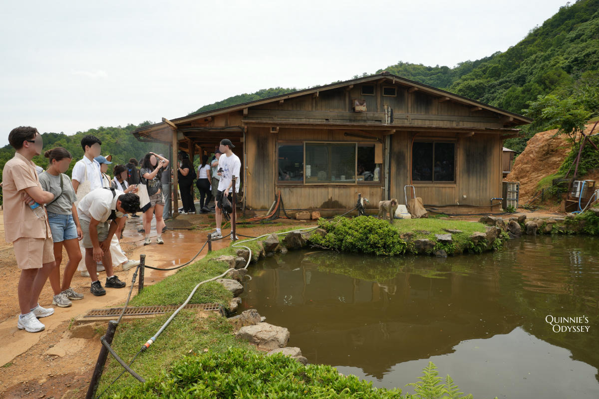 嵐山猴子公園完整攻略:門票交通、爬山路況、山頂景觀一次整理 - 第19張圖 嵐山猴子公園 池塘