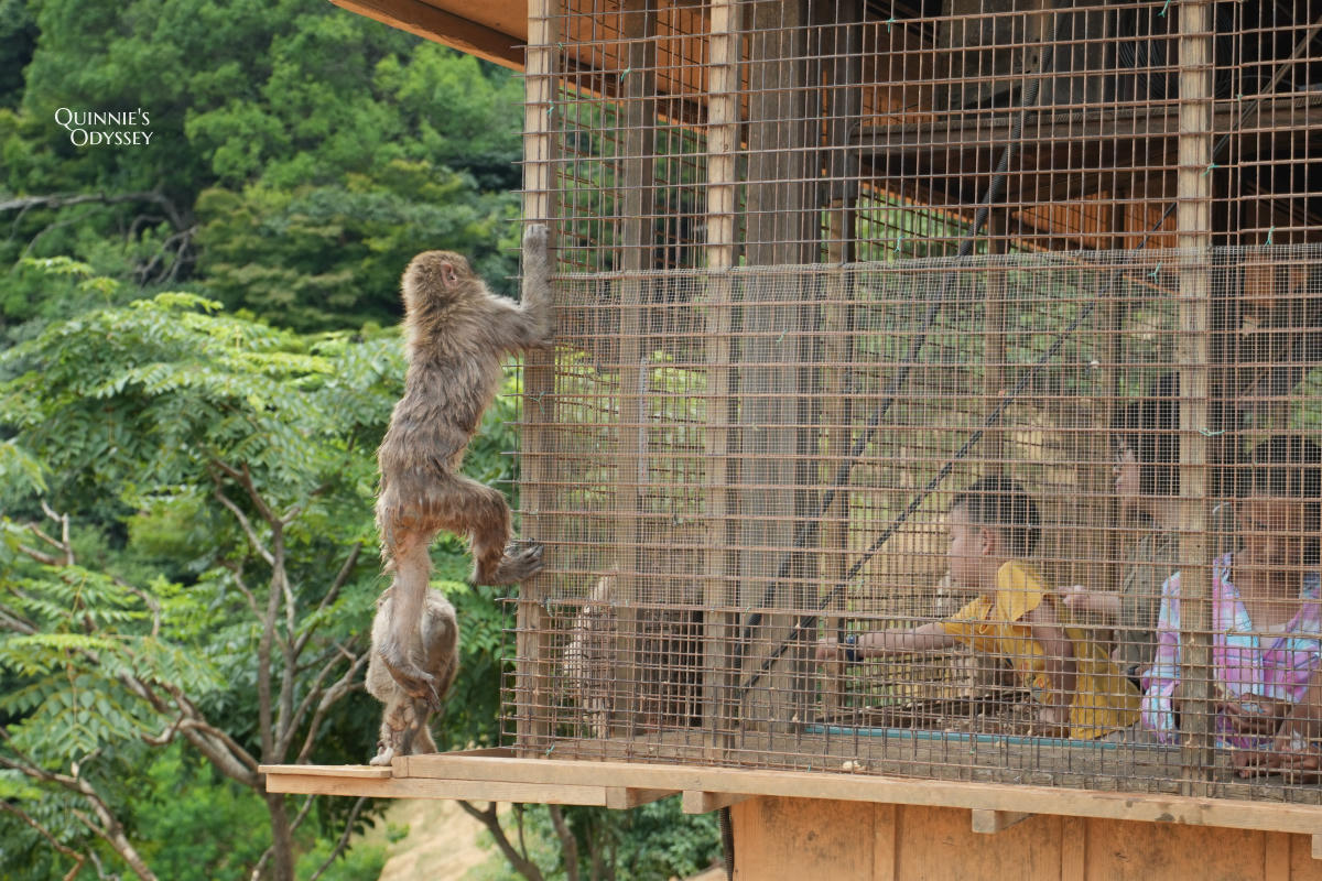 嵐山猴子公園完整攻略:門票交通、爬山路況、山頂景觀一次整理 - 第21張圖 嵐山猴子公園 猴子餵食體驗