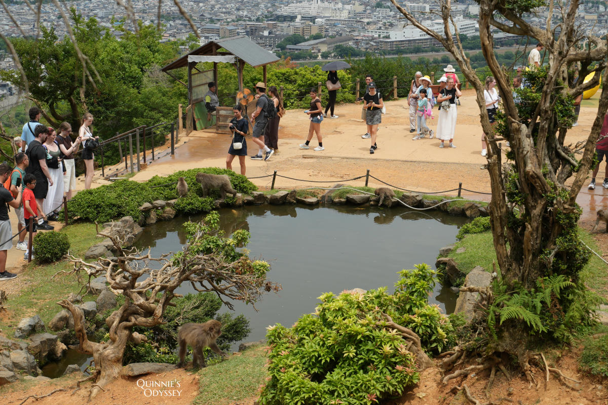 嵐山猴子公園完整攻略:門票交通、爬山路況、山頂景觀一次整理 - 第28張圖 嵐山猴子公園 展望台