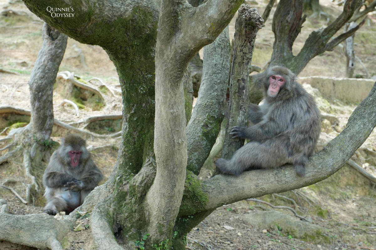 嵐山猴子公園完整攻略:門票交通、爬山路況、山頂景觀一次整理 - 第14張圖 嵐山猴子公園 猴子