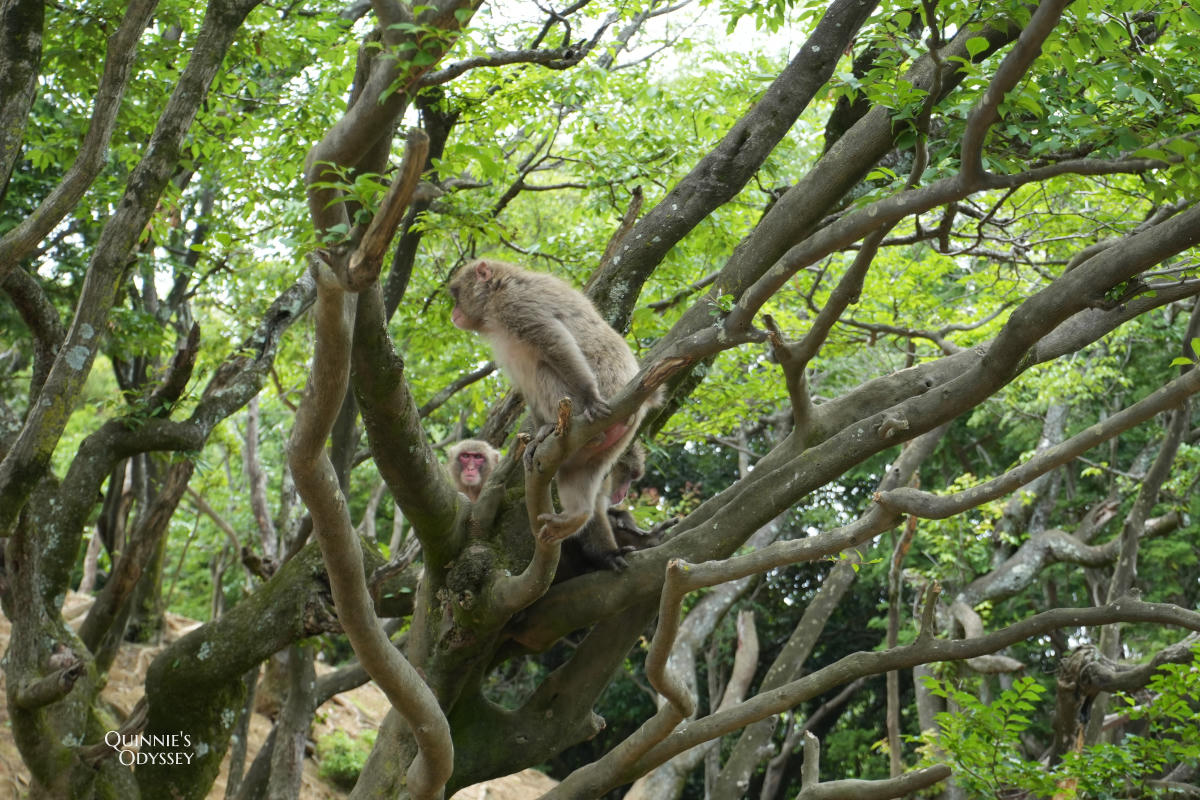 嵐山猴子公園完整攻略:門票交通、爬山路況、山頂景觀一次整理 - 第15張圖 嵐山猴子公園 猴子