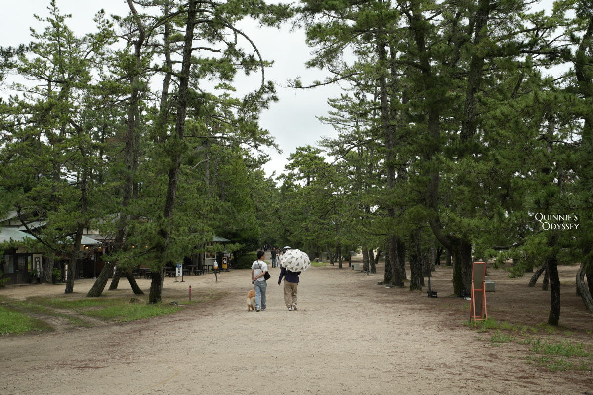 天橋立智恩寺 天橋立沙洲