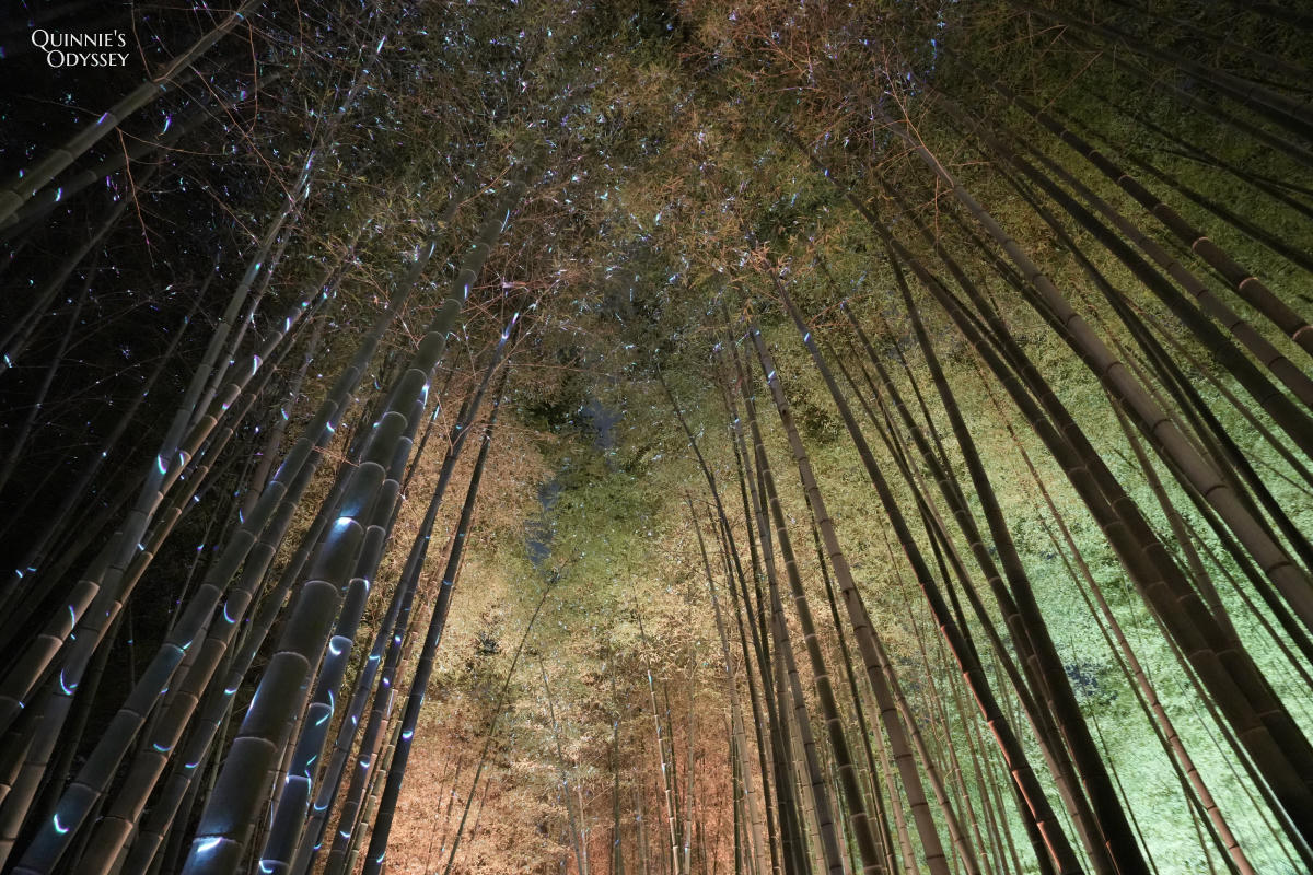 高台寺 東山觀月路 竹林