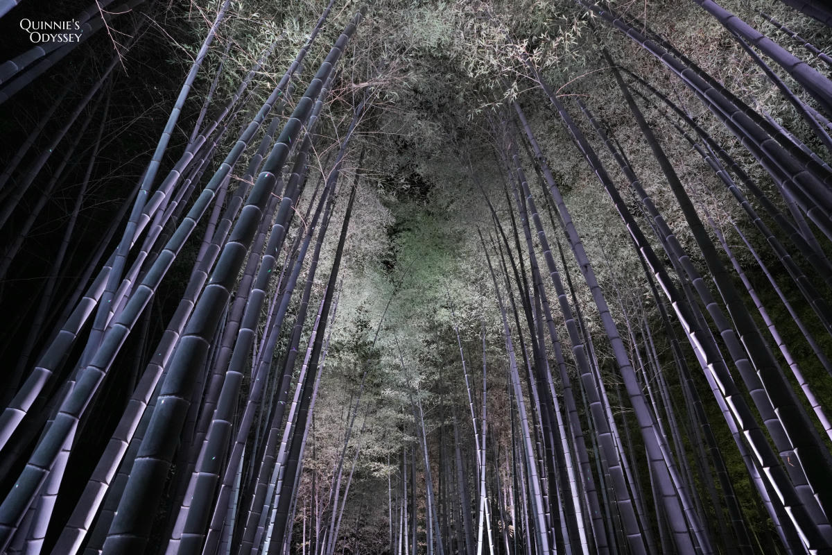 高台寺 東山觀月路 竹林