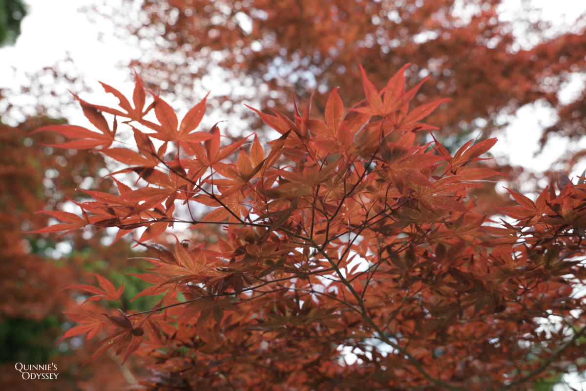 比叡山延曆寺東塔全記錄:門票、必看景點一次整理 - 第32張圖 比叡山延曆寺東塔 大書院 楓葉