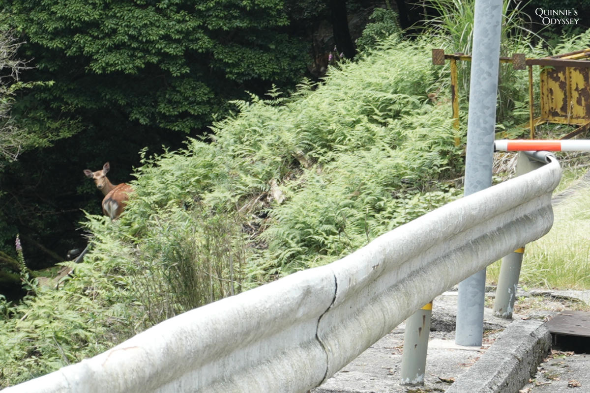 比叡山花園美術館 鹿