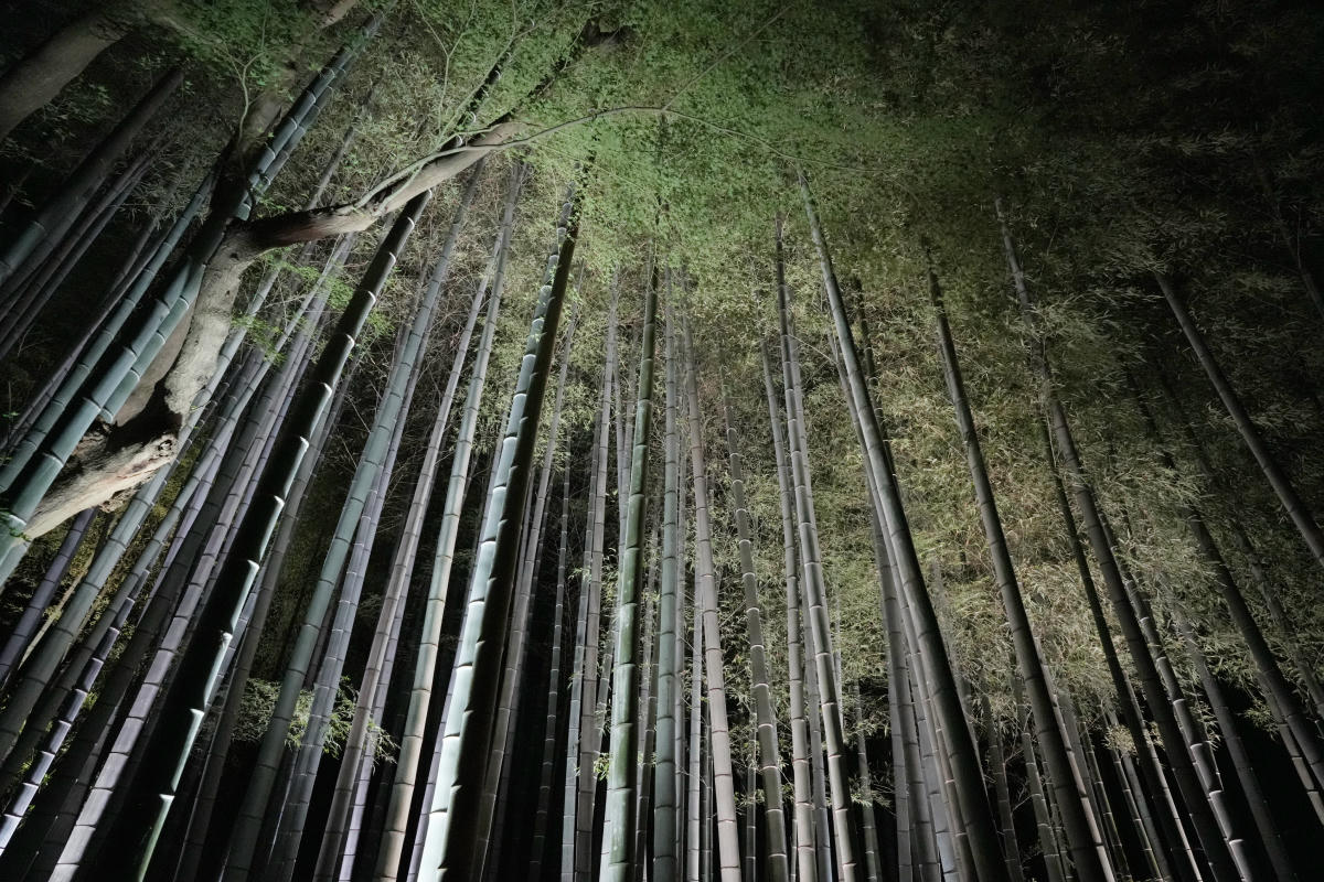 青蓮院夜間點燈 竹林
