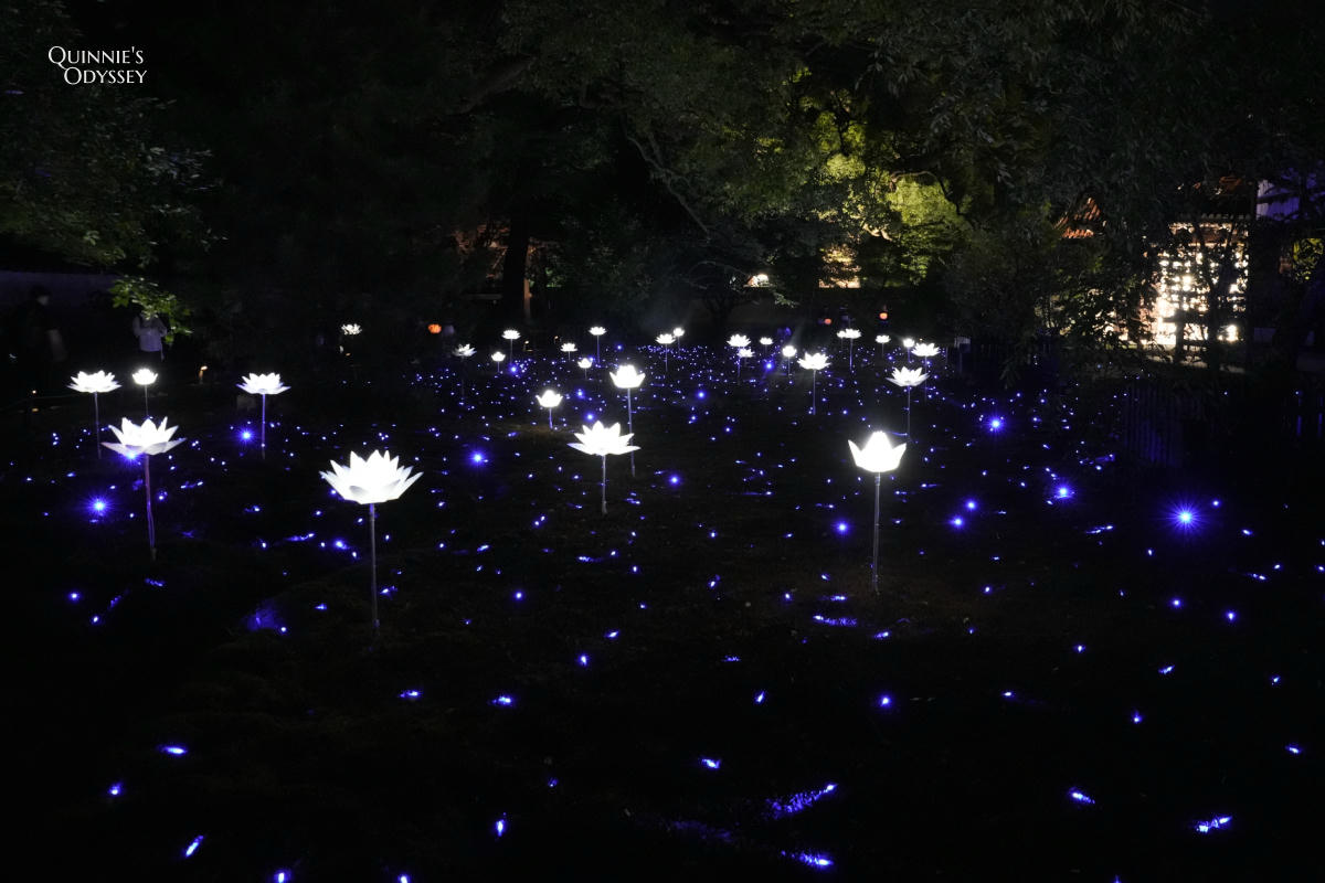 青蓮院夜間點燈 庭園