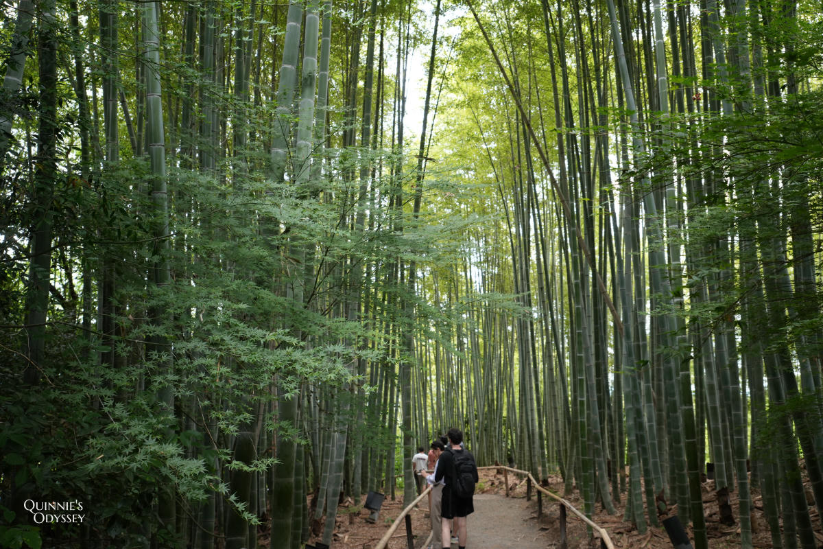 京都高台寺:豐臣秀吉與寧寧的愛情故事就藏在這裡 - 第29張圖 高台寺 竹林