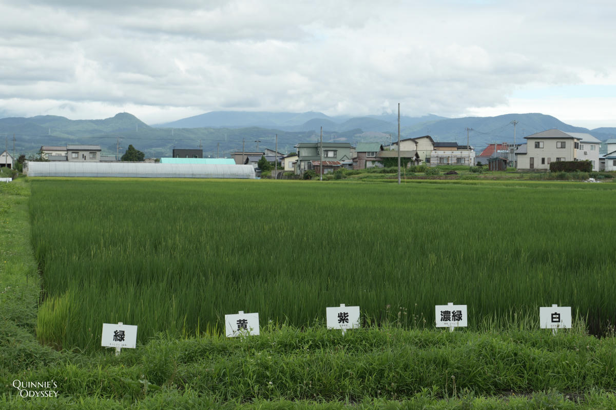 青森田舍館村稻田藝術:田舍館村展望台、交通、門票一次看 - 第16張圖 青森田舍館村