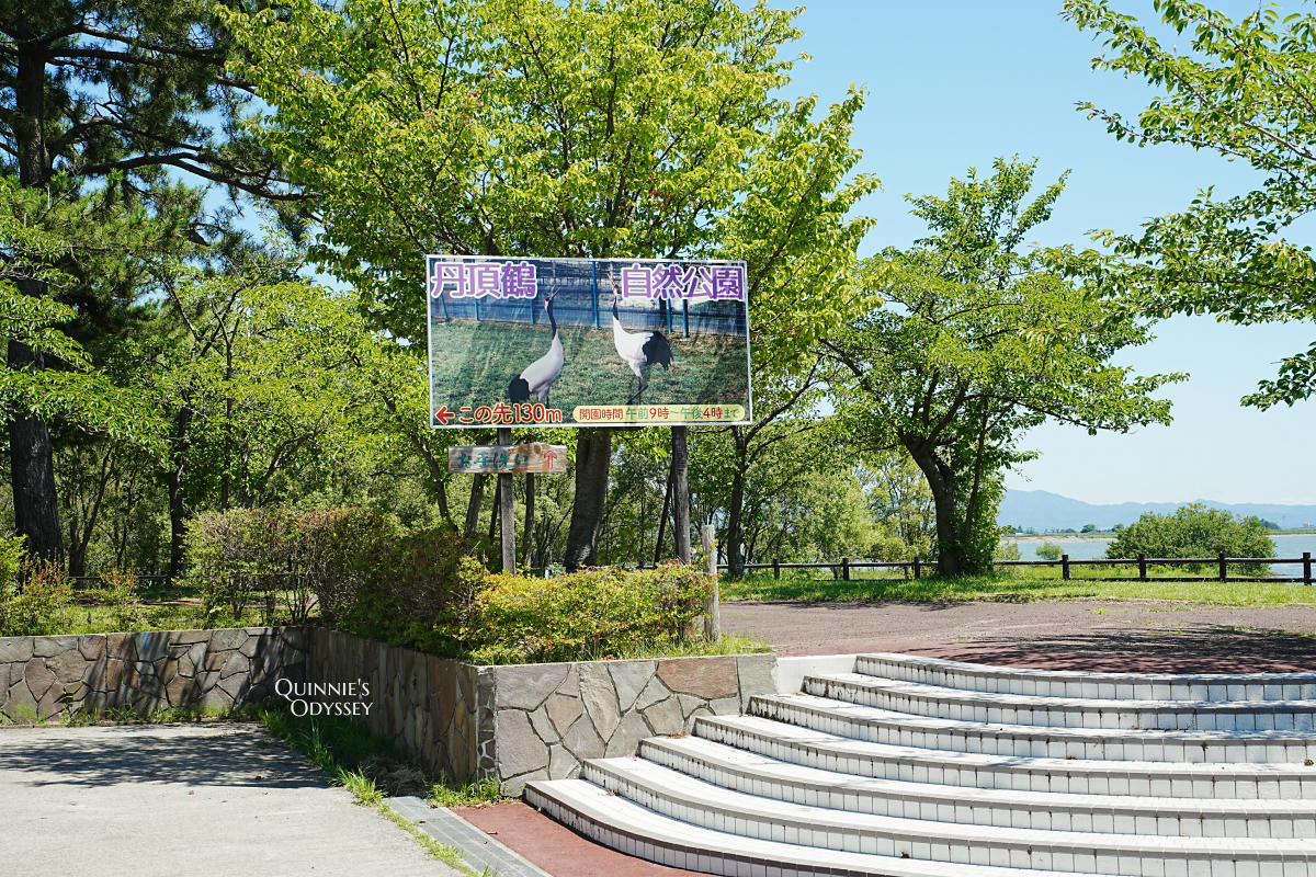 青森鶴之舞橋:日本最長木橋、岩木山夢幻美景 - 第15張圖 富士見湖公園 丹頂鶴自然公園