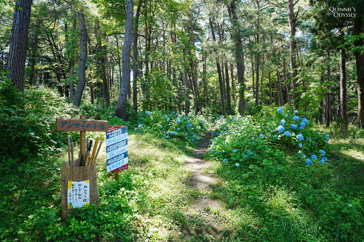 青森鶴之舞橋:日本最長木橋、岩木山夢幻美景 - 第16張圖 富士見湖公園 繡球花小徑